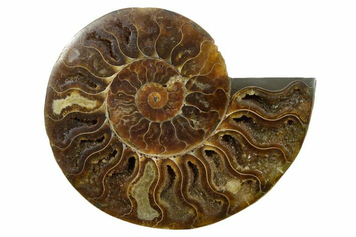 Cut & Polished Ammonite Fossil (Half) - Madagascar #347506